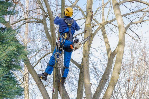 Best Seasonal Cleanup (Spring/Fall)  in Beattystown, NJ