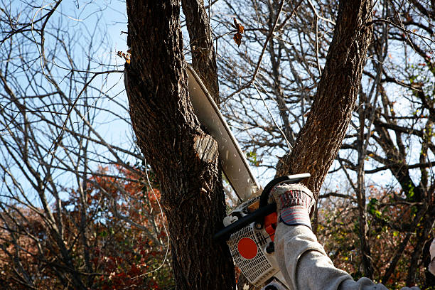 Lawn Pest Prevention in Beattystown, NJ