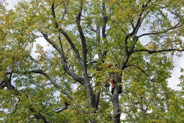 Best Tree Trimming and Pruning  in Beattystown, NJ